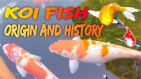 koi fish origin